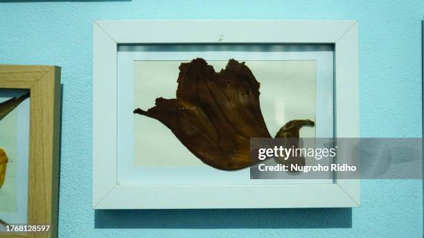 dried spathodea african tulip tree flower herbarium in picture frame - african tulip tree stock-fotos und bilder