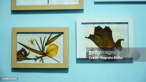 dried heliconia and spathodea flower herbarium in white and cream picture frame - african tulip tree stock-fotos und bilder