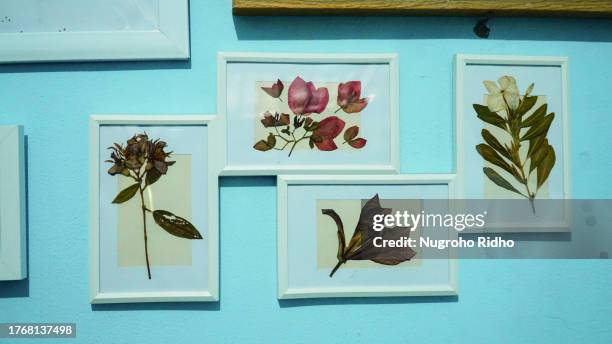 collage of dried plant herbarium in white picture frame - herbarium stock pictures, royalty-free photos & images