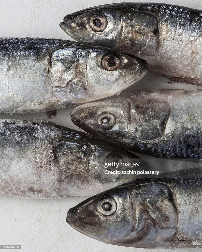 Sardine