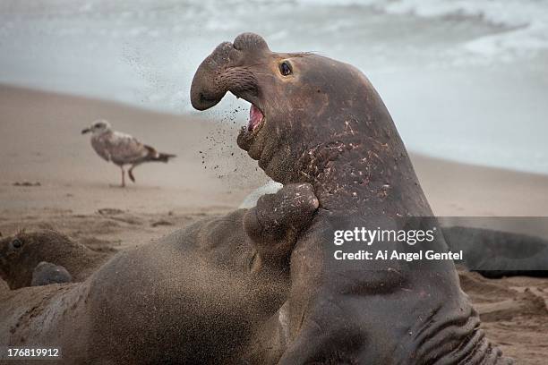 sparring elephant seals - california - elephant seal stock pictures, royalty-free photos & images