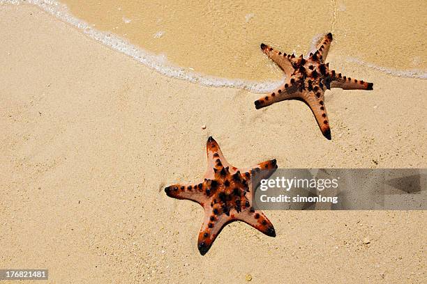 starfish - spicule stock pictures, royalty-free photos & images