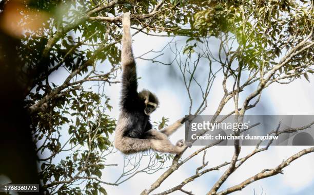 pileated gibbon (hylobates pileatus)  and hybrid gibbon (h.larxh.pileatus) at khao yai national park, thailand - pileated gibbon stock pictures, royalty-free photos & images