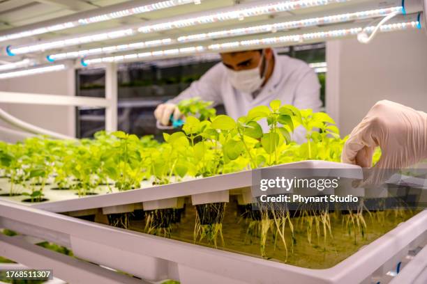 male agriculture researcher observing the development of plant crops in a vertical farming facility - hydroponics stock pictures, royalty-free photos & images