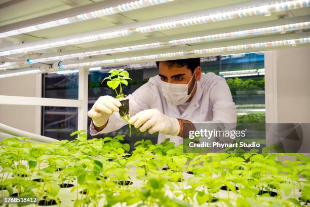 male agriculture researcher observing the development of plant crops in a vertical farming facility - microvegetal imagens e fotografias de stock