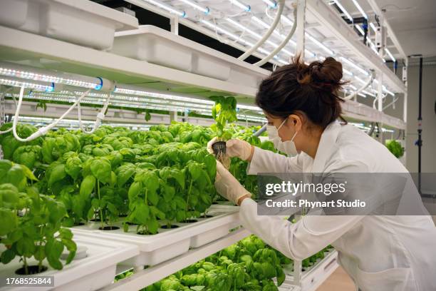 investigadora agrícola observando el desarrollo de los cultivos vegetales en una instalación de agricultura vertical. - fotosíntesis fotografías e imágenes de stock