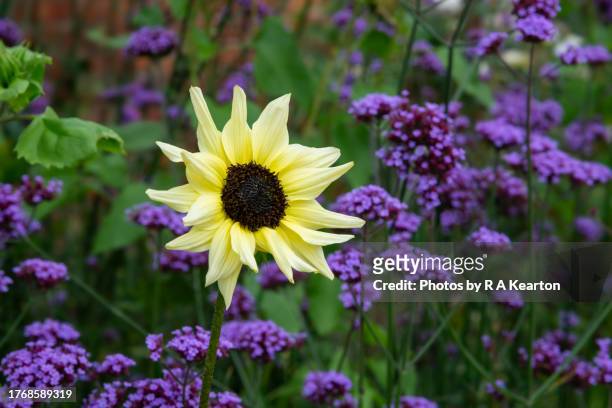 pale yellow sunflower with purple verbena bonariensis - verbena bonariensis stock pictures, royalty-free photos & images