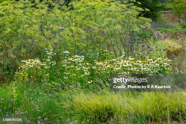 late summer flowers and foliage in an english garden - fennel stock pictures, royalty-free photos & images