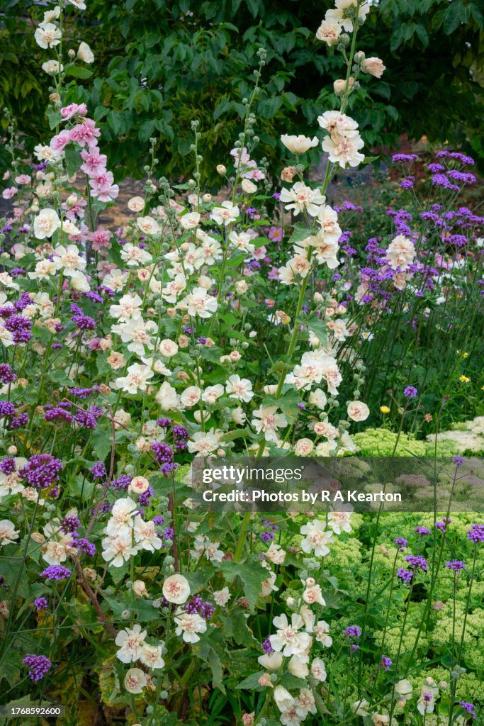 Pale pink double Hollyhocks with purple Verbena Bonariensis
