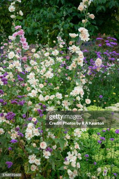 pale pink double hollyhocks with purple verbena bonariensis - stockrose stock-fotos und bilder