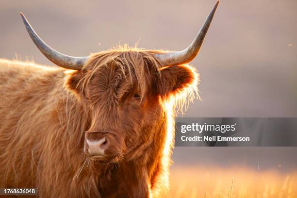 highland cow - highland cow stock pictures, royalty-free photos & images