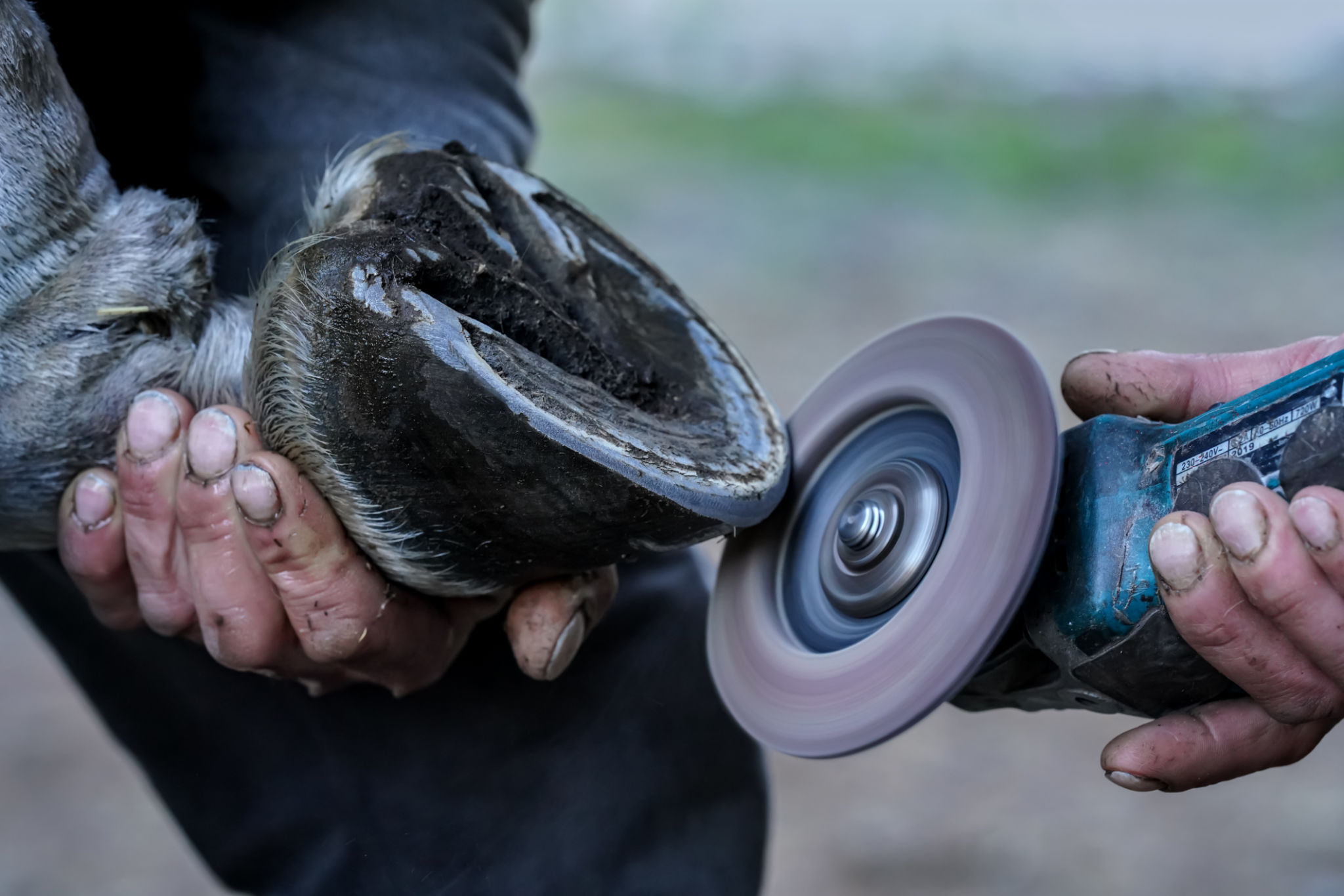 hoof trimming tools