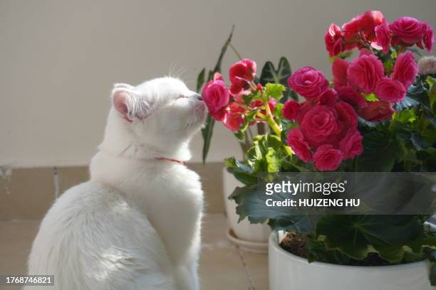 cute cat  smells the flower - lustig blume stock-fotos und bilder