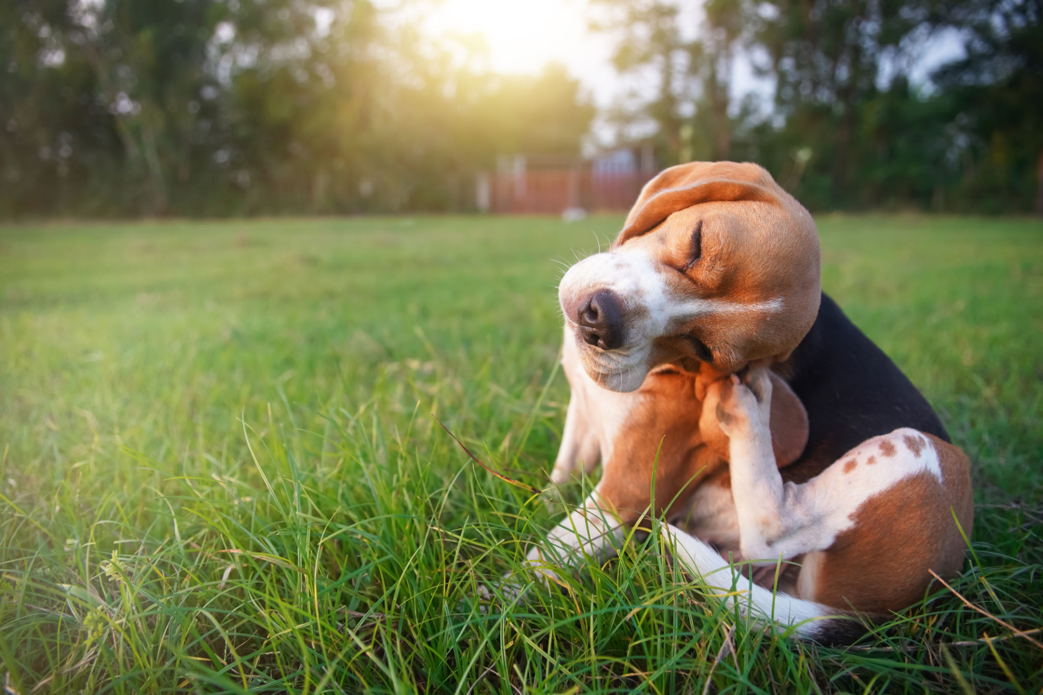 dog scratching