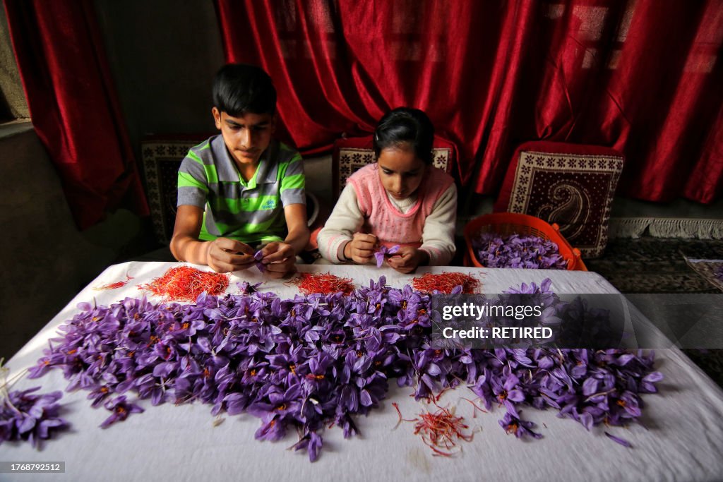 Saffron Flowers Harvesting Season in Kashmir