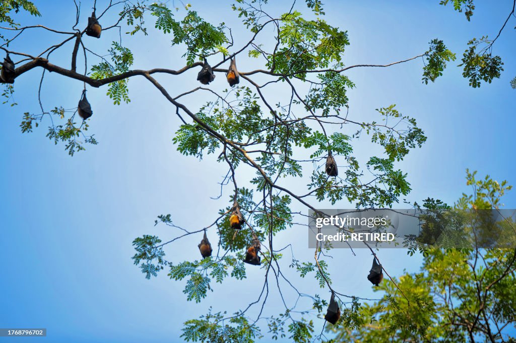 Bangladesh Fruit Bats In Nature Ecosystem
