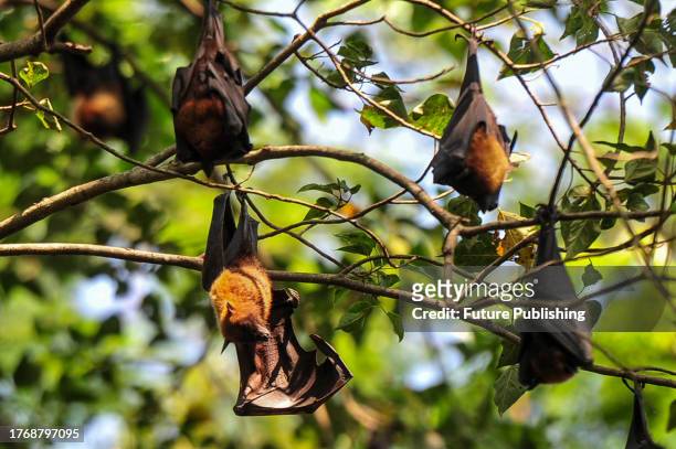 November 2023 Sylhet-Bangladesh: Fruit bats seen hanging on tree branches in daylight. Bats are believed to be one of the carriers of Nipah virus, a...