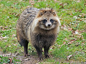 Raccoon Dog in natural ambiance
