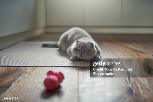 scottish fold cat playing with a pet toy - pink kittens stock pictures, royalty-free photos & images