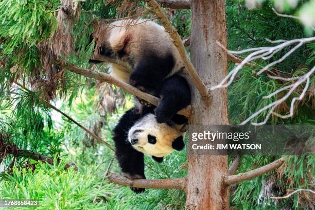 Giant Panda Xiao Qi Ji hangs upside down from a tree in its enclosure at the Smithsonian's National Zoo in Washington, DC, on November 7 on the...