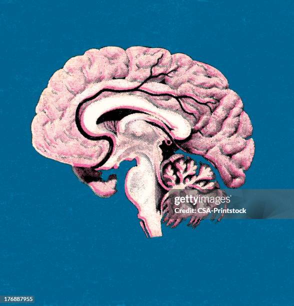 human gehirn - brain segment stock-grafiken, -clipart, -cartoons und -symbole