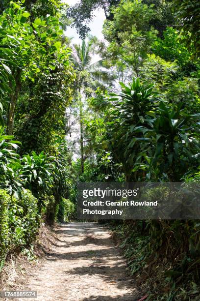 coorg, plantation - coorg india stock pictures, royalty-free photos & images