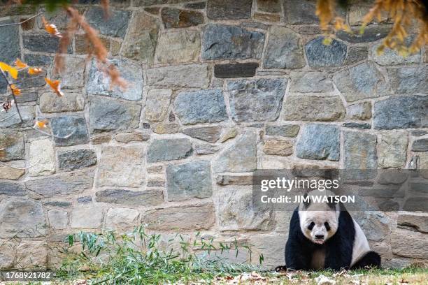 Giant Panda Tian Tian rests in its enclosure at the Smithsonian's National Zoo in Washington, DC, on November 7 on the pants final day of viewing...