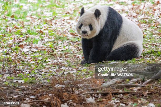 Giant Panda Tian Tian rests in its enclosure at the Smithsonian's National Zoo in Washington, DC, on November 7 on the pants final day of viewing...