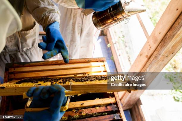 high angle view of two people standing with protective suits and smoker removing the hives from the bee farm. - person holding flowers with high energy stock-fotos und bilder