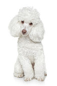 Portrait of a white toy poodle tilting his head