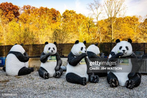 Giant Panda statues are stored in a back parking lot at the Smithsonian National Zoo in Washington, DC, on November 7, 2023. All three of the zoo's...