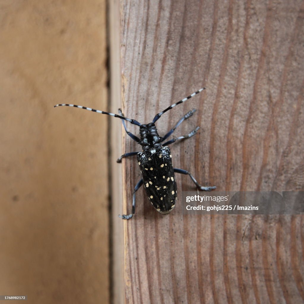 Longhorn beetle
