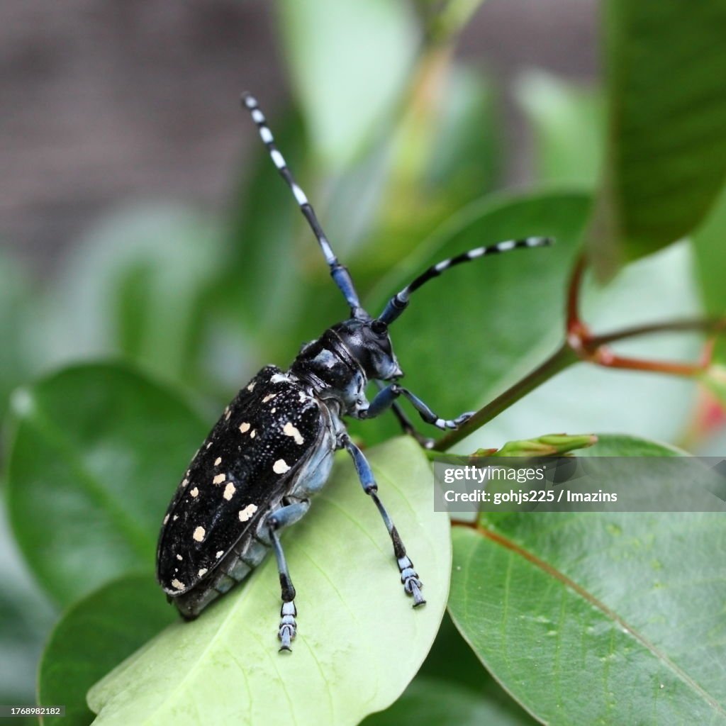 Longhorn beetle