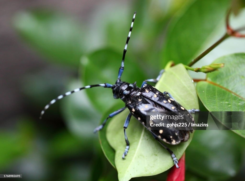Longhorn beetle