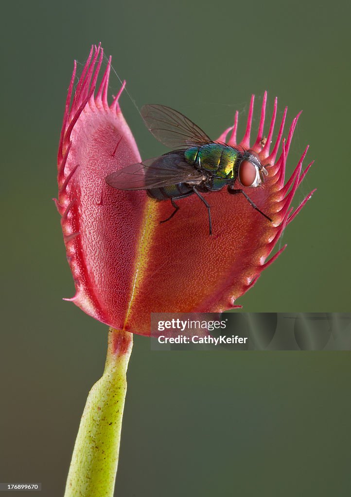 Fly caught in a venus fly trap