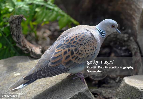 turtle dove (streptopelia turtur) - turtle doves stock pictures, royalty-free photos & images