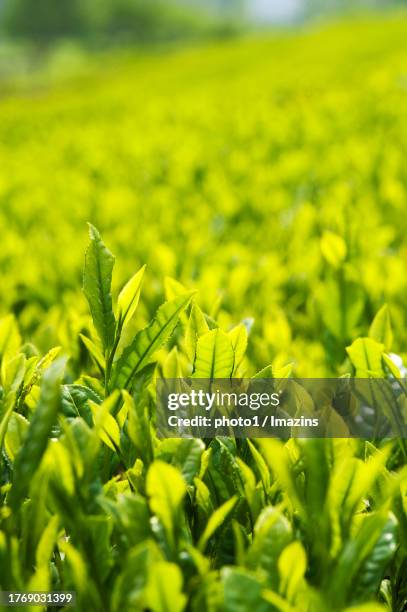 jeollanam-do, gangjin-gun, gangjinwon - darjeeling tea leaves stock pictures, royalty-free photos & images