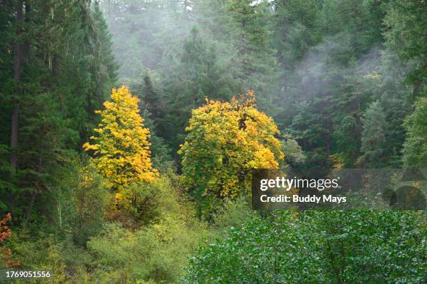 bigtooth maple trees in autumn - temperierter-regenwald stock-fotos und bilder
