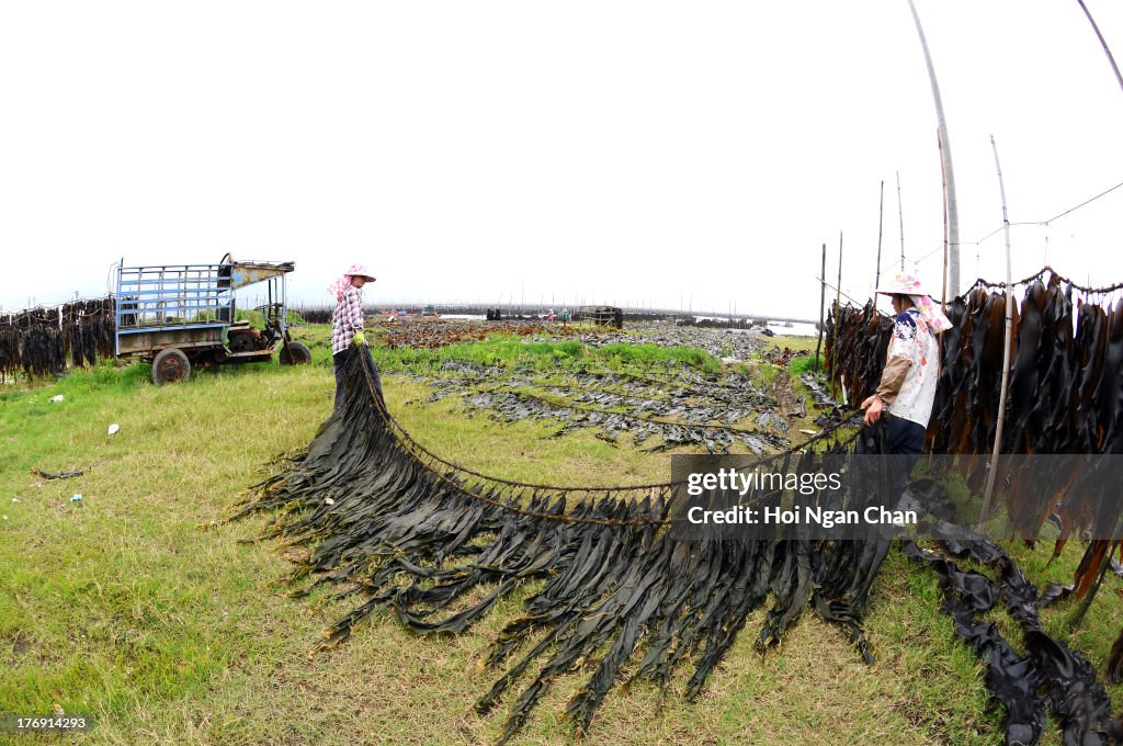 Fisherwomen woking in the Sundried Kelp farm