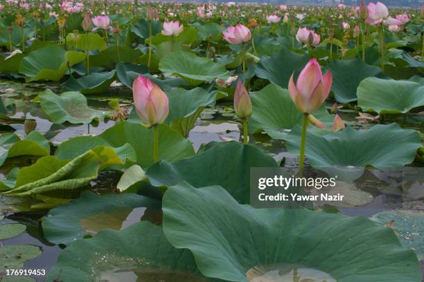 Lotus flowers bloom in Dal Lake on August 19, 2013 in Srinagar, the summer capital of Indian administered Kashmir, India. Lotus flowers bloom in July...