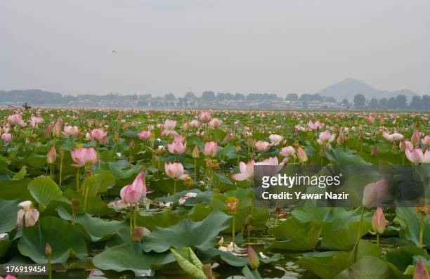 Lotus flowers bloom in Dal Lake on August 19, 2013 in Srinagar, the summer capital of Indian administered Kashmir, India. Lotus flowers bloom in July...
