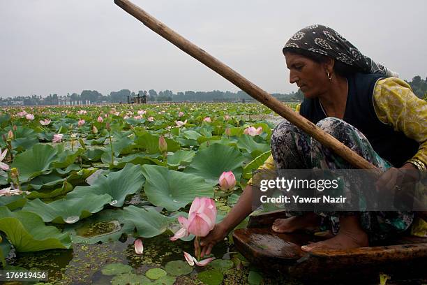 Kashmiri Muslim woman picks a lotus flower and leaves in a floating lotus garden on Da lake August 19, 2013 in Srinagar, the summer capital of Indian...