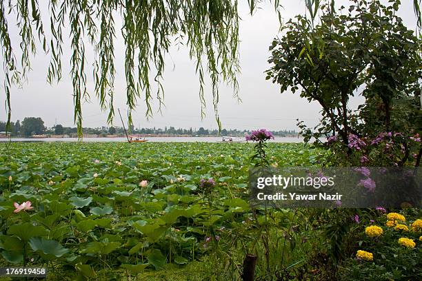 Lotus flowers bloom in Dal Lake on August 19, 2013 in Srinagar, the summer capital of Indian administered Kashmir, India. Lotus flowers bloom in July...