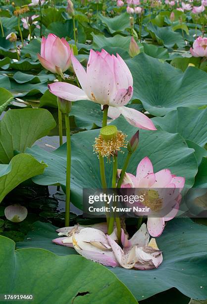 Lotus flowers bloom in Dal Lake on August 19, 2013 in Srinagar, the summer capital of Indian administered Kashmir, India. Lotus flowers bloom in July...