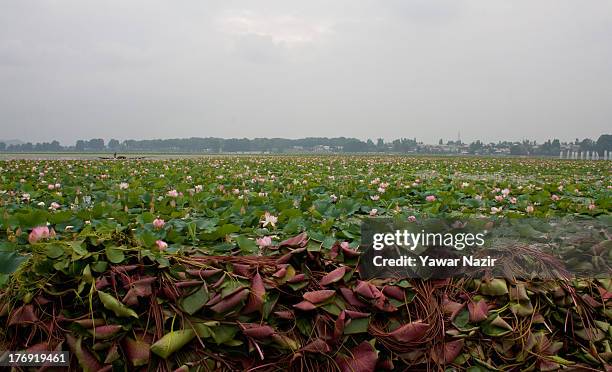 Lotus flowers bloom in Dal Lake on August 19, 2013 in Srinagar, the summer capital of Indian administered Kashmir, India. Lotus flowers bloom in July...