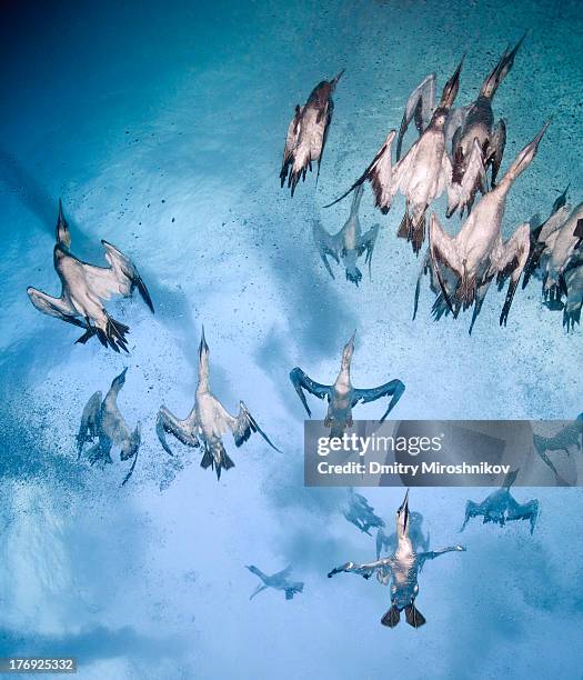 cape gannets - gannet stock pictures, royalty-free photos & images