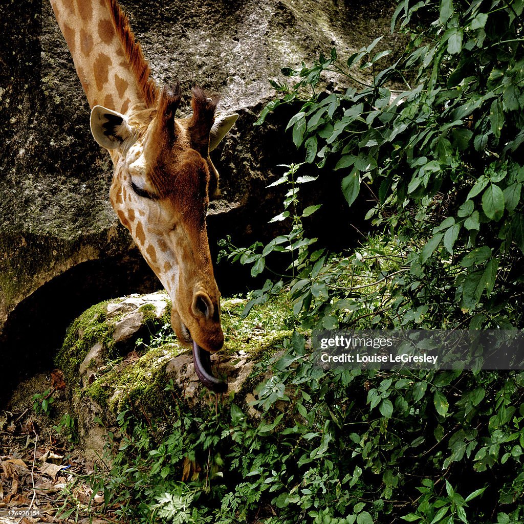 Giraffe