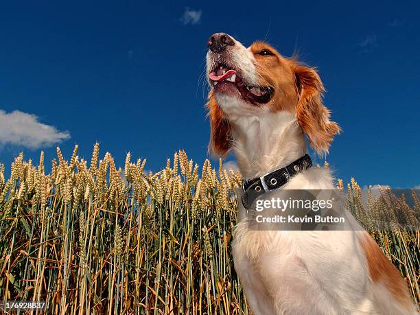 cocker spaniel in a wheat field - low angle view of wheat growing on field against sky fotografías e imágenes de stock