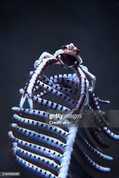 sea lily crab - scyphocrinites elegans fotografías e imágenes de stock