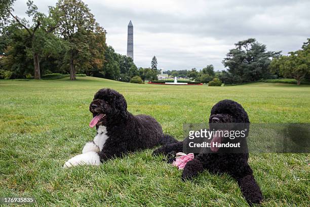 In this handout provided by the White House, Bo and Sunny, the Obama family dogs, on the South Lawn of the White House on August 19, 2013 in...